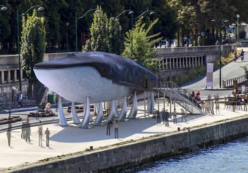 image : La baleine bleue