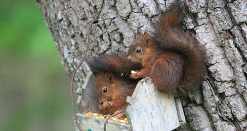 image : écureuil sur un pin