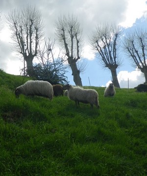 image : Ecopaturage - mouton à Mont de Marsan